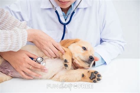 How To Save Money At The Vet Easy Tips Fun Cheap Or Free