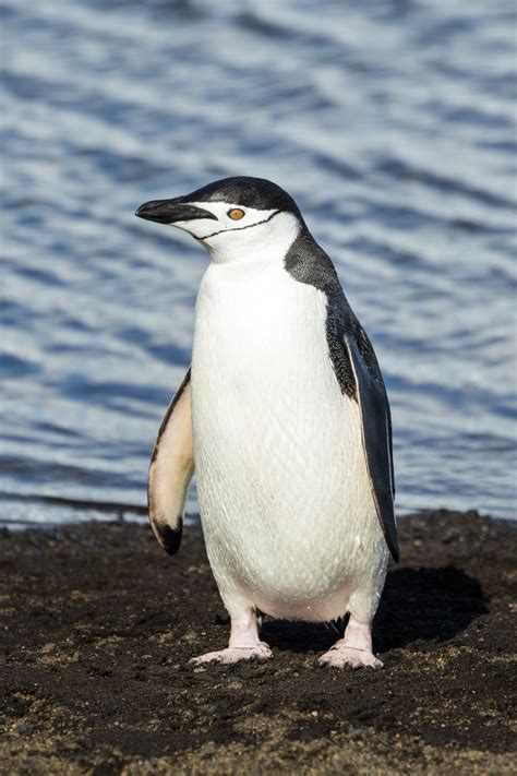 Filesouth Shetland 2016 Deception Islandchinstrap Penguin Pygoscelis