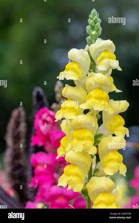 In A Snapdragon Flower High Resolution Stock Photography And Images Alamy