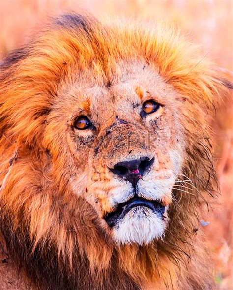 Close Up Of African Lion Picture And Hd Photos Free Download On Lovepik