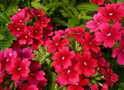 Whether you have a garden, a patch of backyard, or even just a windowsill, a few potted plants can make all the difference, and many of the species mentioned below grow quite. 20 + Plants That Attract Hummingbirds | Flower pots ...