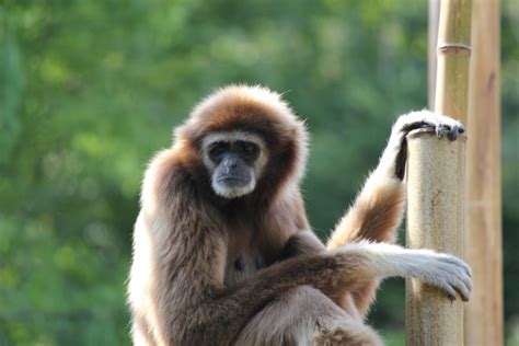 Monkey Zoo Animal Free Stock Photos In Jpeg 
