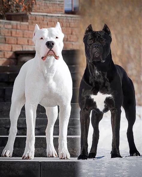 Dogo Argentino Worldwide Pe Instagram „which One Would You Pick🤔 Dogo