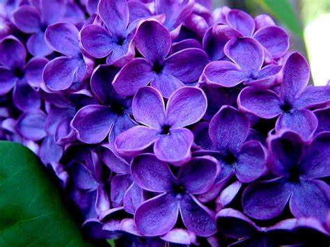 Free Download All Photos Gallery Purple Flower Pictures Pictures Of