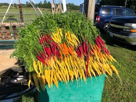 Northern Neck Master Gardeners Provide Produce And Fruits To Food Bank