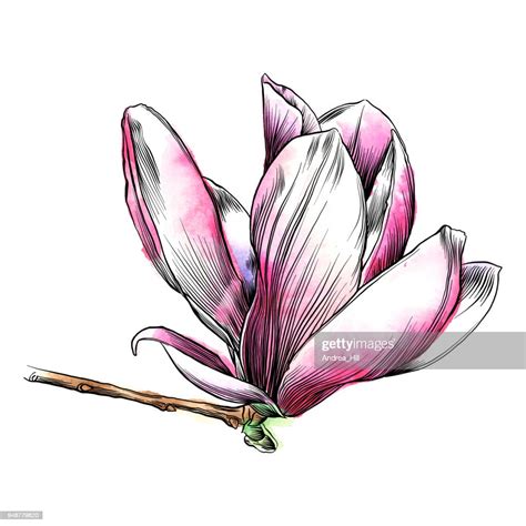 Pen And Ink Drawing Of A Magnolia Flower With Watercolor Elements High