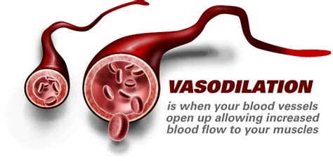 Vasoconstriction 】 Causes Symptoms And Treatment