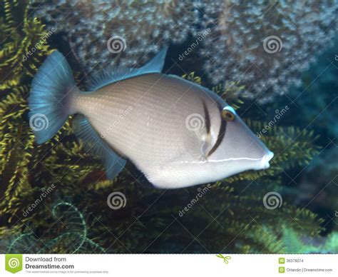 Yellowmargin Triggerfish Stock Photo Image Of Vivid 36378074