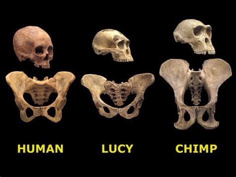 Five skulls belonging to some ancestors and relatives of modern humans. How 'Lucy' Got Her Name - YouTube