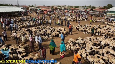 Livestock Market in Hargeysa, Somalia 