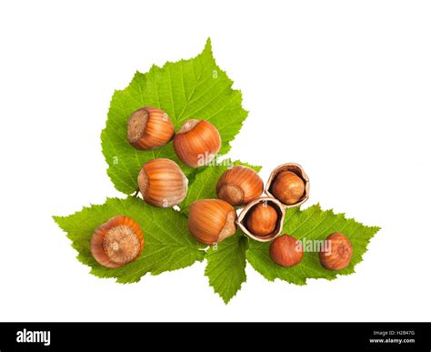 Group Of Hazelnuts Isolated On White Stock Photo Alamy