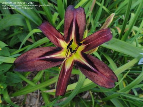 Plantfiles Pictures Daylily Black Arrowhead