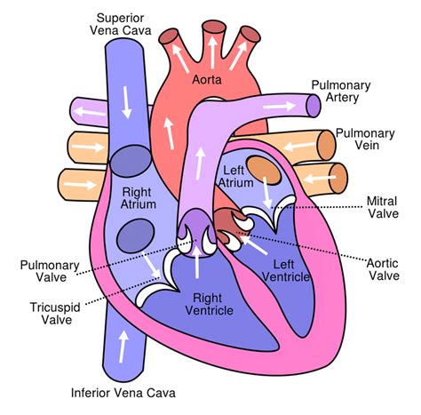 1 Anatomy Of The Heart Anterior View The Figure Illustrates The