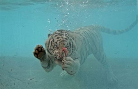 Oldie White Bengal Tiger Enjoying Its Meal Underwater 29 Pics
