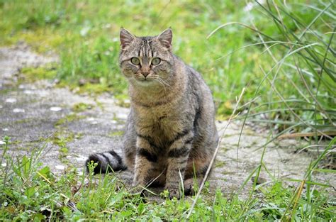 Stray Or Feral Cat Heres How To Tell The Difference