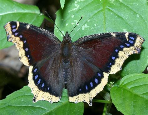 ✓ free for commercial use ✓ high quality images. Butterflies of Northern Illinois