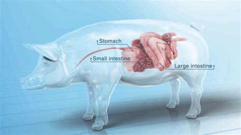 Ileitis And Proliferative Enteropathies A Closer Look At Pig Health