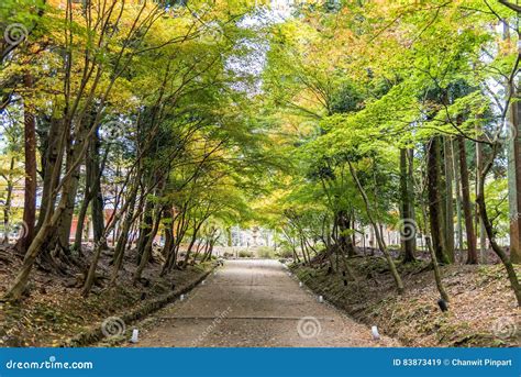 Tree Tunnel Consisting Of Maple Trees Along A Path In A Autumn Forest