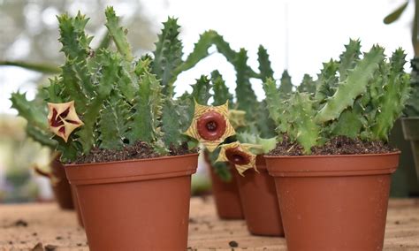 Life Saver Cactus Huernia Care And Information Crazy Plants Crazy