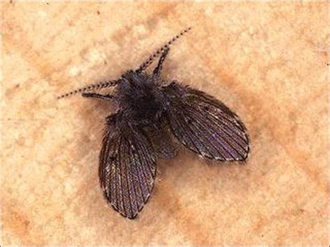 Little Black Flying Bugs In Bathroom Janel Star