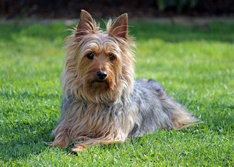 Silky Terrier Puppies Rescue Pictures Information Temperament