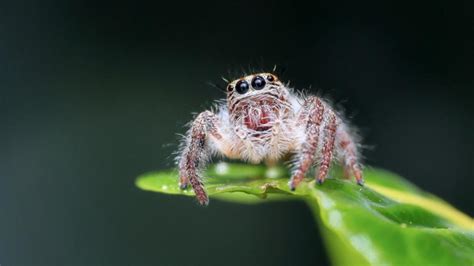 Spider Sex Australian Female Jumping Spiders Mate Just Once In Their