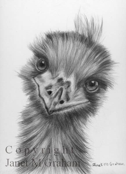 You can search how to draw emu and emu drawing tutorials, step by step drawings, textures and more. Janet M Graham's Painting Blog: Emu ACEO pencil drawing