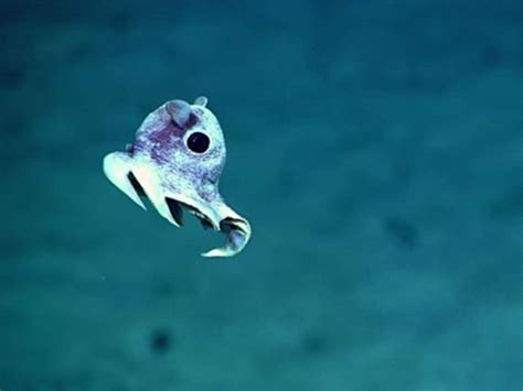 Incredible Images Of Undiscovered Deep Sea Creatures