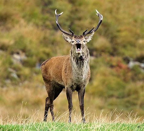 Pictures Of The Red Deer Rut On Jura Stag Pictures Of