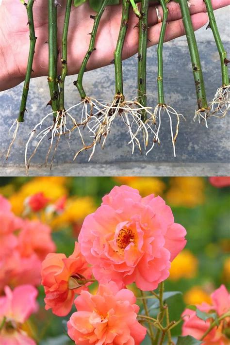Grow Roses From Cuttings 2 Best Ways To Propagate In 2021 Rose
