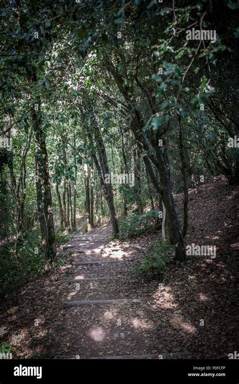 Woodland Path With Steps Through Trees With Dappled Sunlight Stock