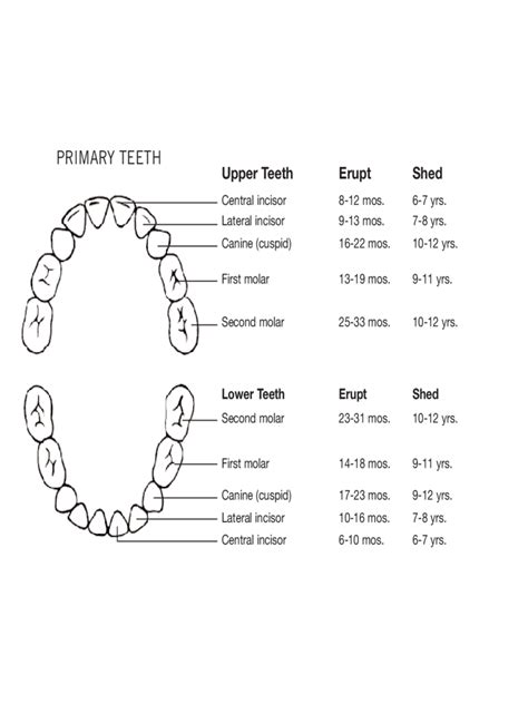 Primary Teeth Chart
