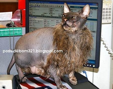 Maybe you would like to learn more about one of these? kucing aneh ~ Foto Kucing