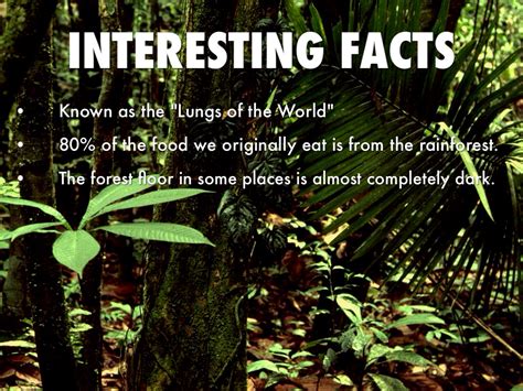 Interesting Facts About The Amazon Rainforest Gambara