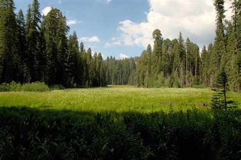 Many California Meadows Will Vanish Heres Why It Matters Kqed