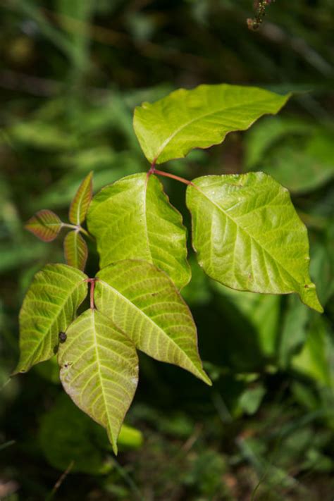 How To Get Rid Of Poison Ivy Rash Best Poison Ivy Remedies