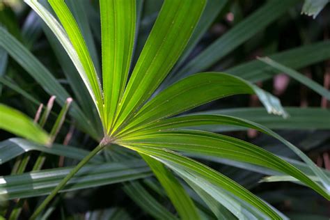 How To Grow And Care For Elegant Lady Palms Rhapis Excelsa