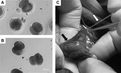 Cloned Domestic Cat A And Marbled Cat B Embryos Were Surgically