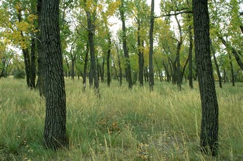 Public Domain Picture Cottonwood Trees At The Confluence Of The