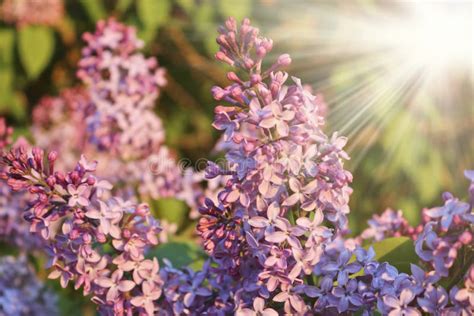 Bunch Of Lilac In The Rays Of The Setting Sun Stock Photo Image Of