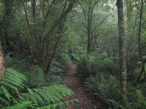 Filetemperate Rainforest In Great Otway National Park Victoria