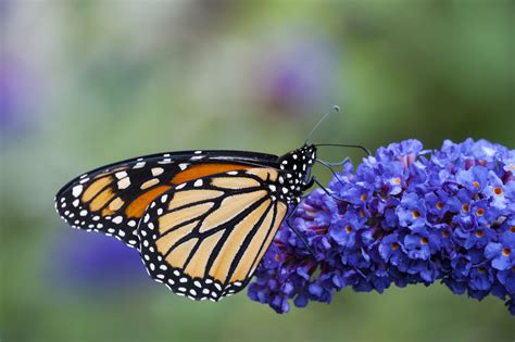 Maybe you would like to learn more about one of these? Flowers That Attract Monarch Butterflies
