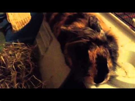 Parasites your rabbit can get - YouTube