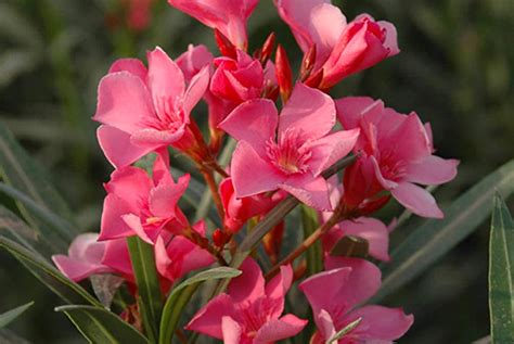 Pink Oleander Trees Plants Wowcher