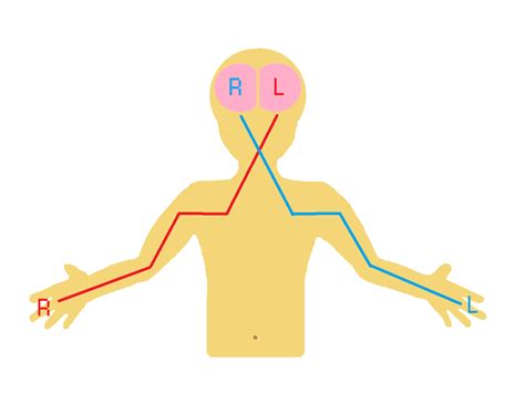 Are You Right Side Dominant Or Left Side Dominant Find Out