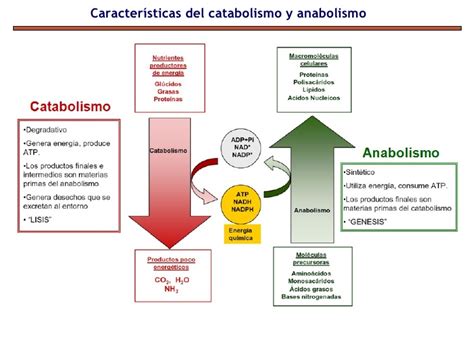 Diferencias Entre Anabolismo Y Catabolismo Bioselectiviraq