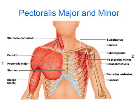 It also draws the scapula anteriorly and inferiorly. TRAINING FOR TOP SURGERY, TIPS FOR TRANS MEN - Stonewall ...