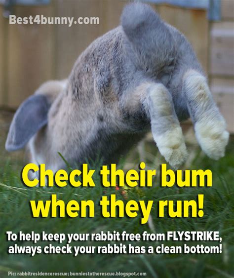protect your rabbit against flystrike best4bunny