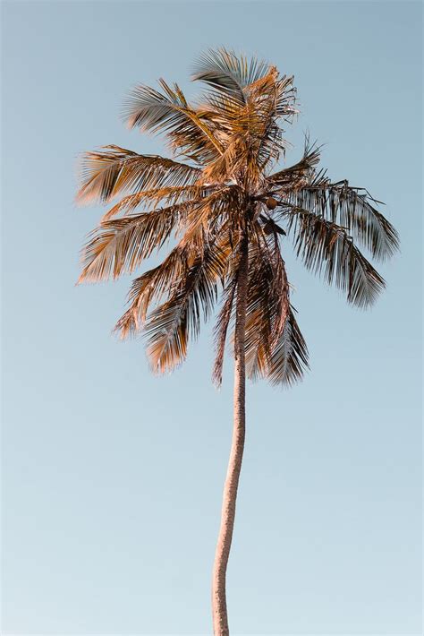 It is the only accepted species in thegenus cocos. Coconut Tree photography, Instant Download Printable ...