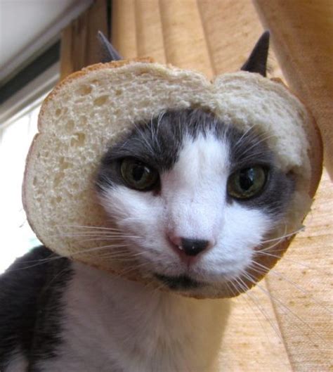 15 Hilarious In Bread Cats